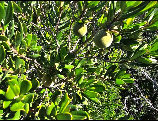 2,779M² VACANT LAND FOR SALE IN SPRINGERBAAI ECO ESTATE